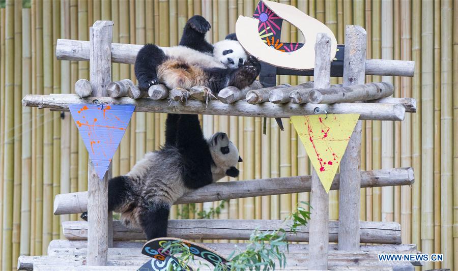 CANADA-TORONTO-GIANT PANDA TWINS-2ND BIRTHDAY CELEBRATION