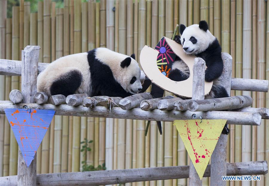 CANADA-TORONTO-GIANT PANDA TWINS-2ND BIRTHDAY CELEBRATION