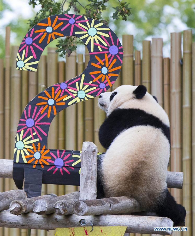 CANADA-TORONTO-GIANT PANDA TWINS-2ND BIRTHDAY CELEBRATION