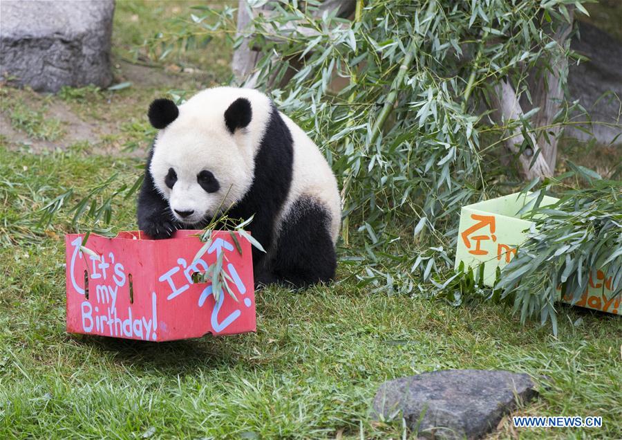 CANADA-TORONTO-GIANT PANDA TWINS-2ND BIRTHDAY CELEBRATION