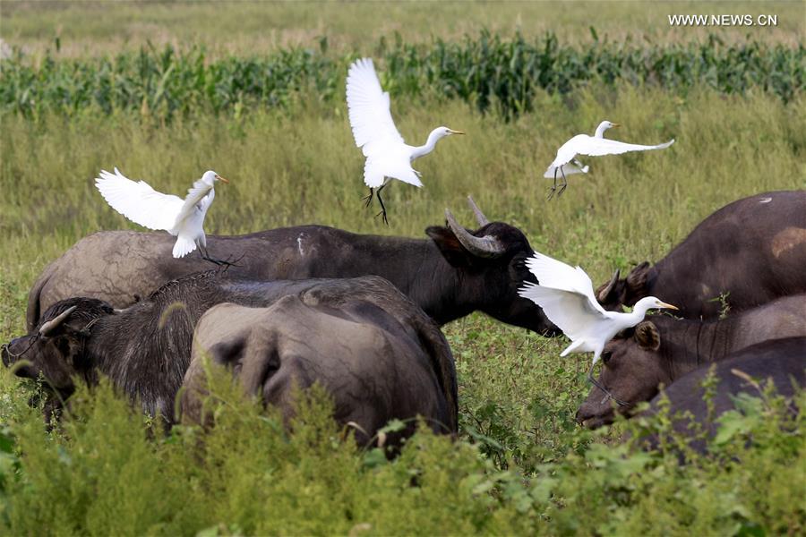 #CHINA-HUAI'AN-ENVIRONMENT (CN)