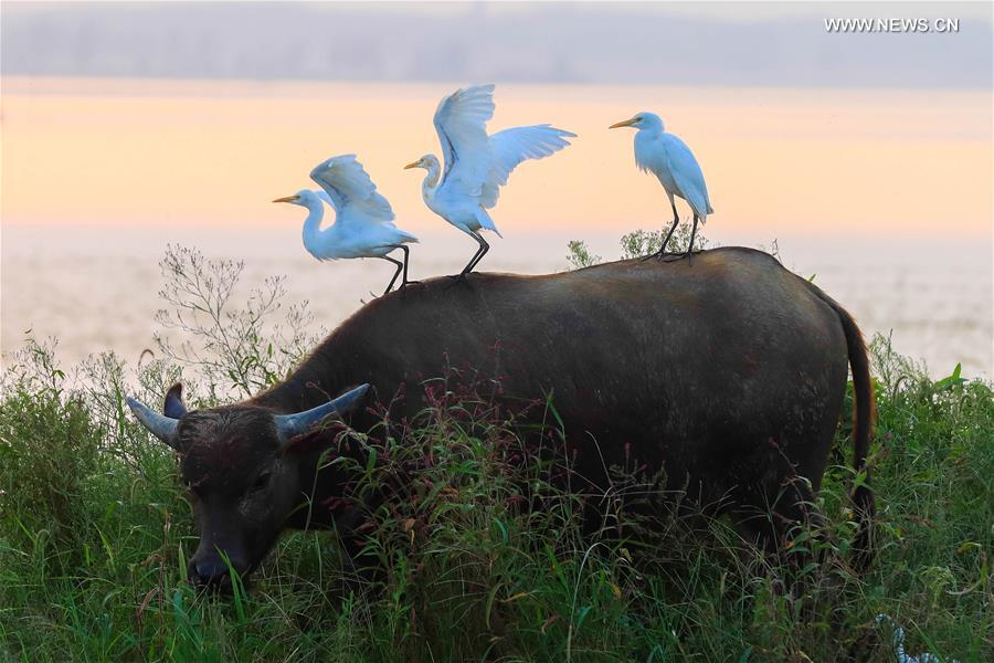 #CHINA-HUAI'AN-ENVIRONMENT (CN)