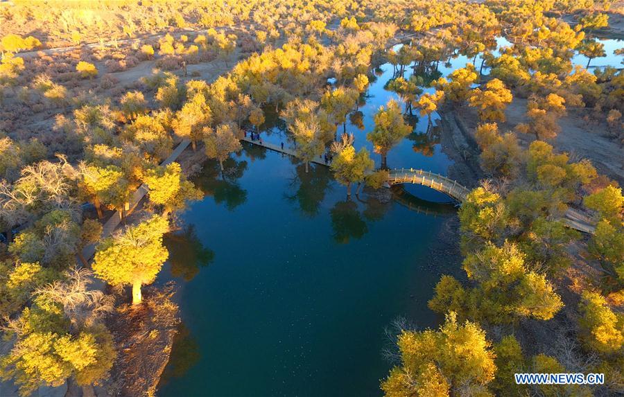 CHINA-INNER MONGOLIA-POPULUS EUPHRATICA-SCENERY (CN)