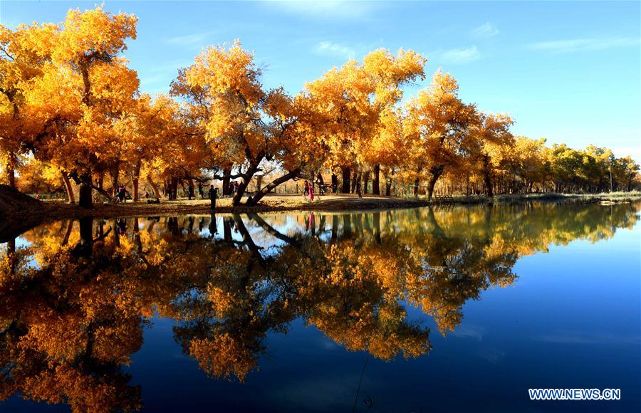 CHINA-INNER MONGOLIA-POPULUS EUPHRATICA-SCENERY (CN)