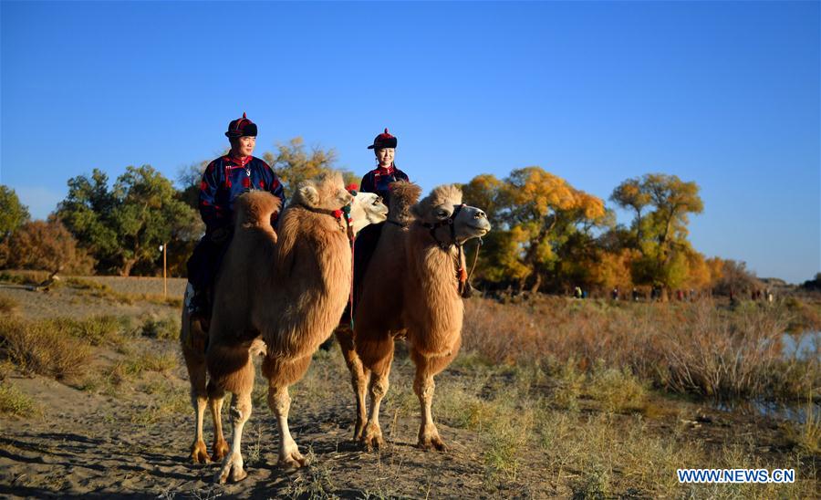 CHINA-INNER MONGOLIA-POPULUS EUPHRATICA-SCENERY (CN)
