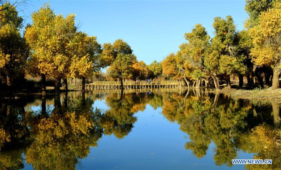 CHINA-INNER MONGOLIA-POPULUS EUPHRATICA-SCENERY (CN)