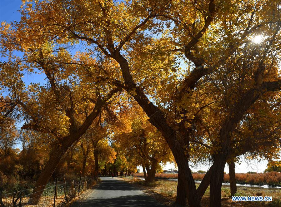 CHINA-INNER MONGOLIA-POPULUS EUPHRATICA-SCENERY (CN)