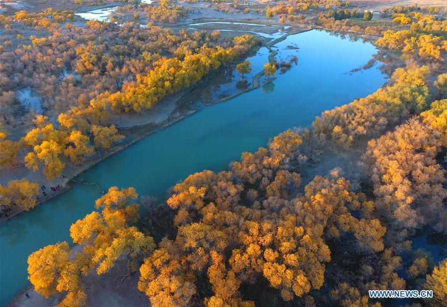 CHINA-INNER MONGOLIA-POPULUS EUPHRATICA-SCENERY (CN)