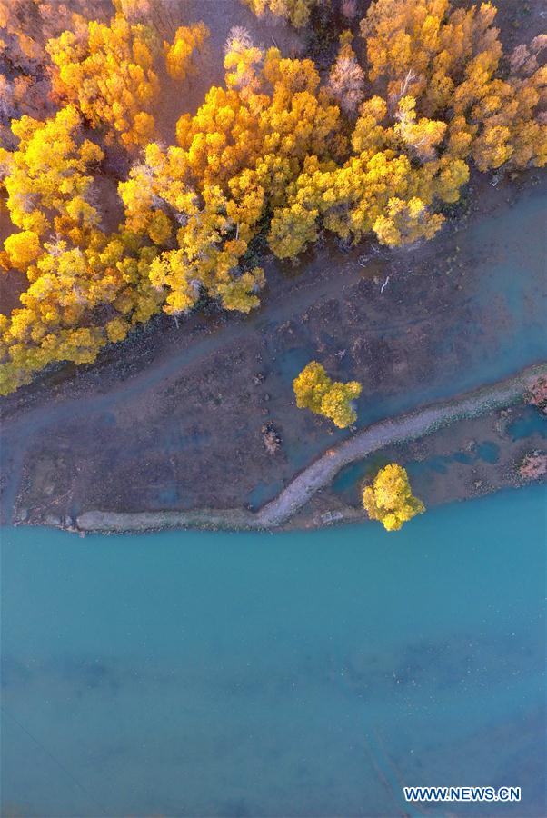 CHINA-INNER MONGOLIA-POPULUS EUPHRATICA-SCENERY (CN)