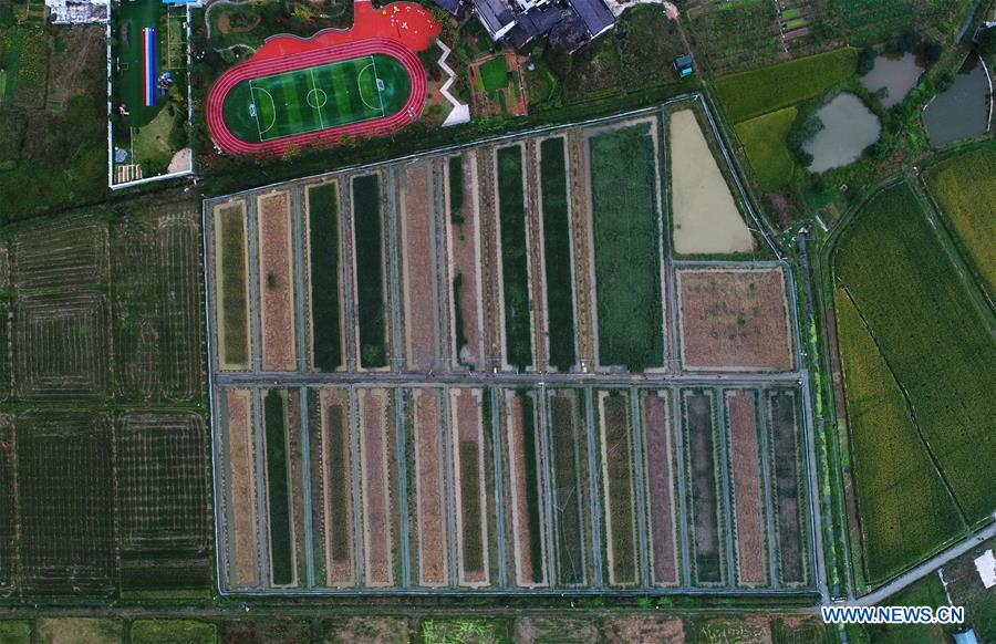 CHINA-HUNAN-'GIANT' RICE (CN)