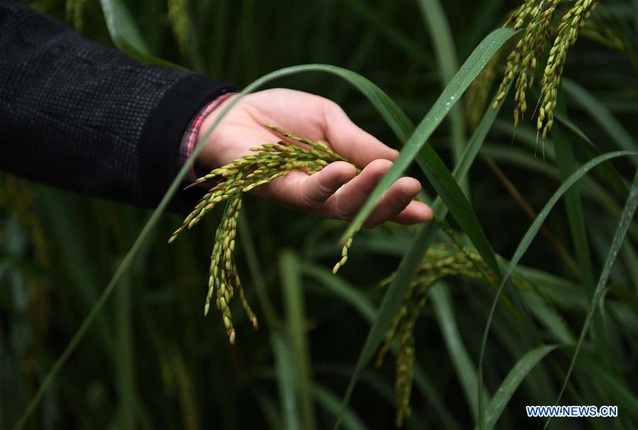 CHINA-HUNAN-'GIANT' RICE (CN)