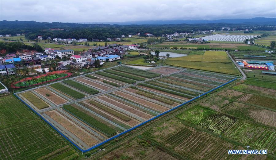 CHINA-HUNAN-'GIANT' RICE (CN)