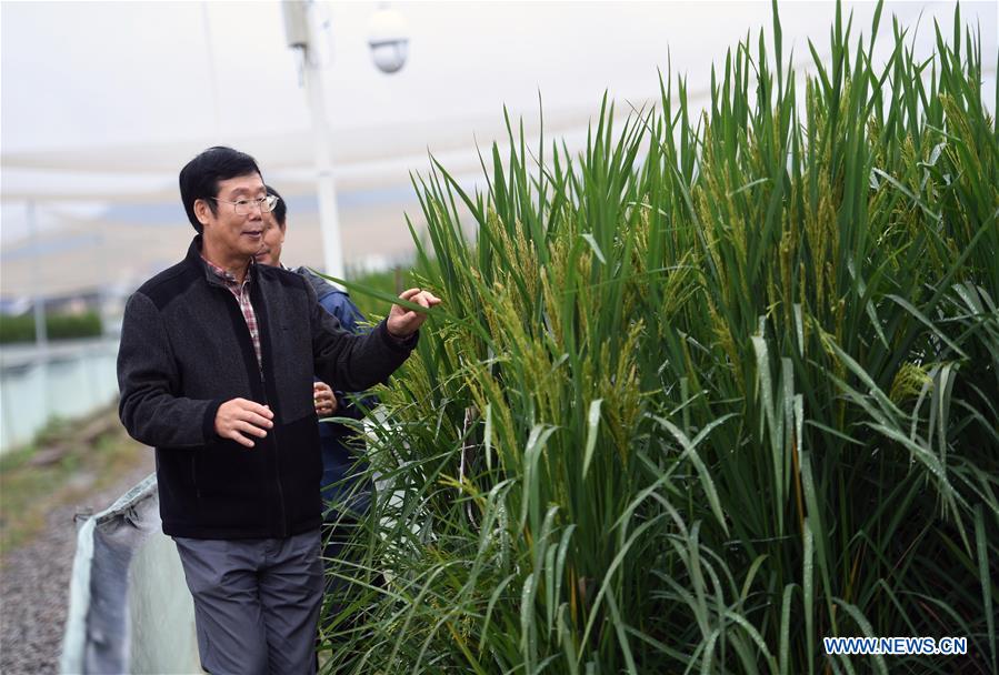 CHINA-HUNAN-'GIANT' RICE (CN)