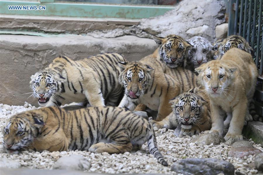 #CHINA-SHANDONG-JINAN-TIGER CUBS (CN)