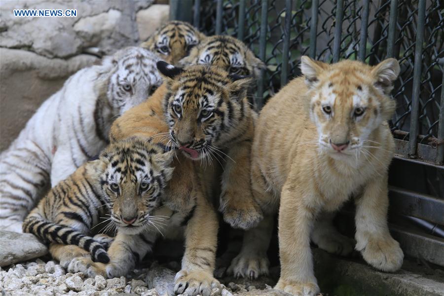 #CHINA-SHANDONG-JINAN-TIGER CUBS (CN)