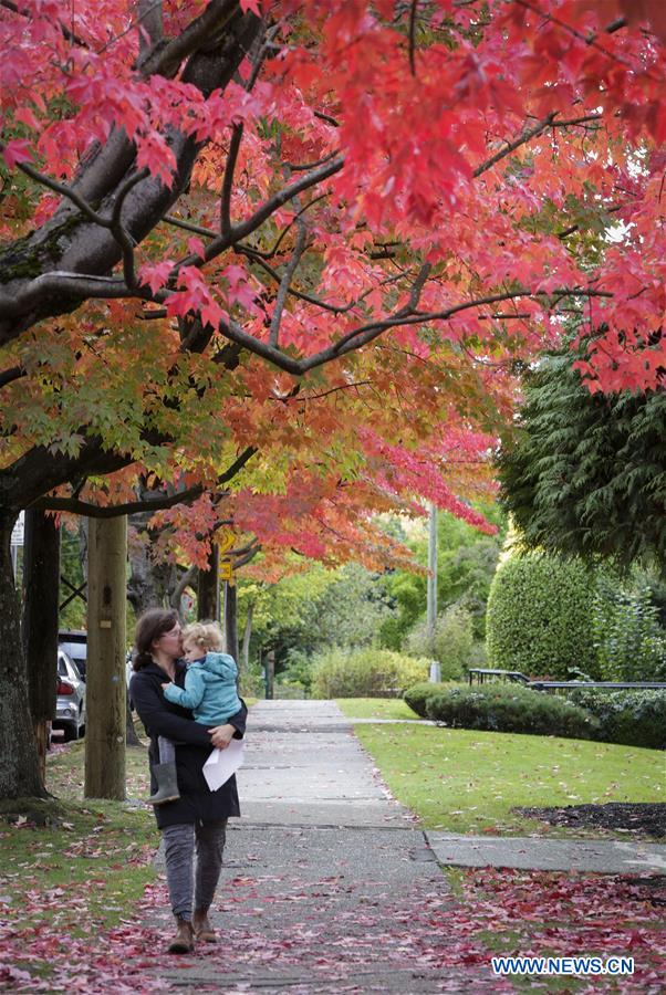 CANADA-VANCOUVER-MAPLES