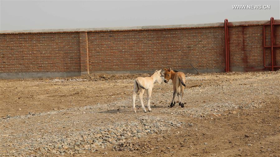 CHINA-XINJIANG-PRZEWALSKI'S HORSE (CN)