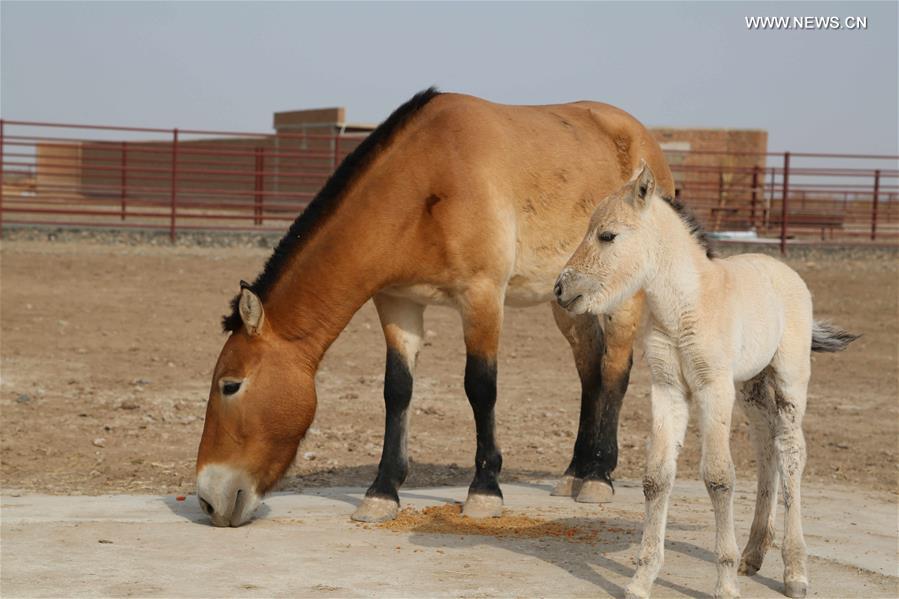CHINA-XINJIANG-PRZEWALSKI'S HORSE (CN)