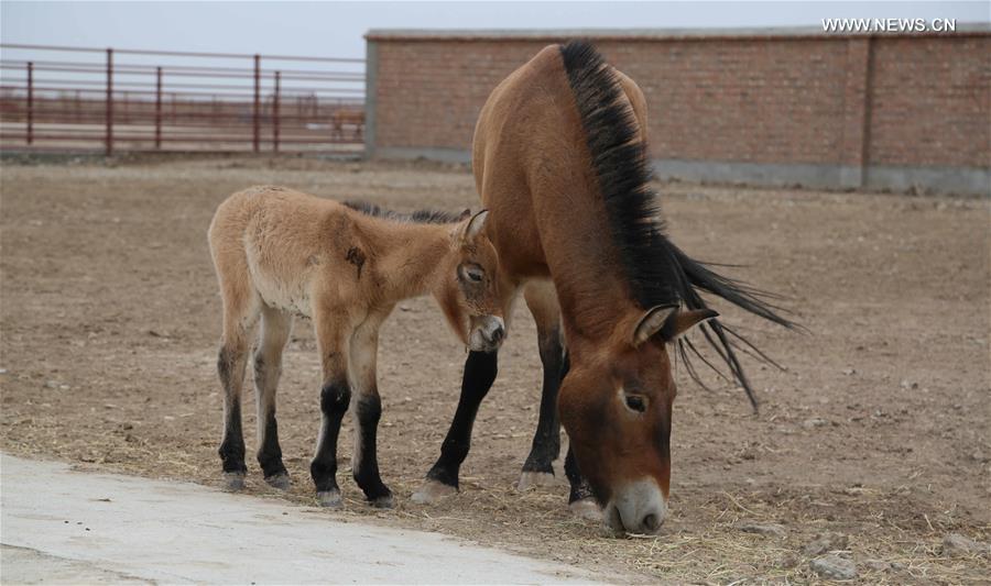 CHINA-XINJIANG-PRZEWALSKI'S HORSE (CN)