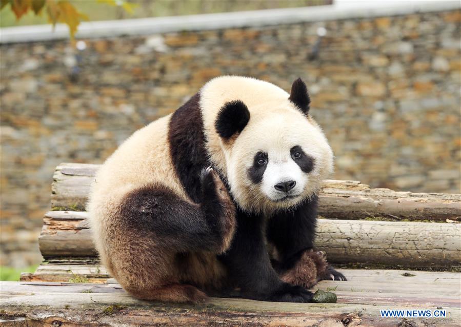 CHINA-SICHUAN-GIANT PANDA PROTECTION BASE (CN)
