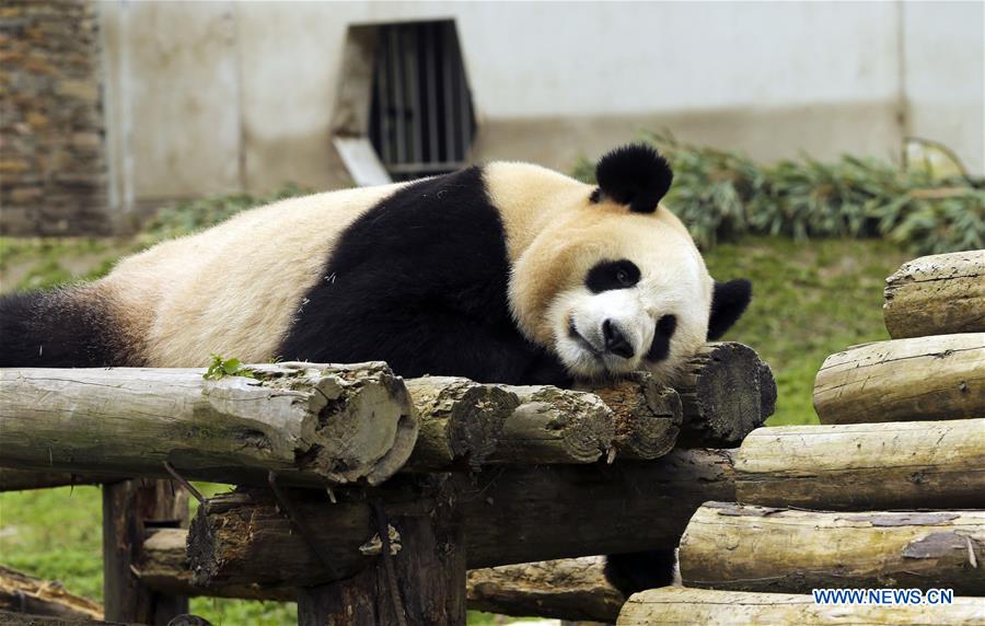 CHINA-SICHUAN-GIANT PANDA PROTECTION BASE (CN)