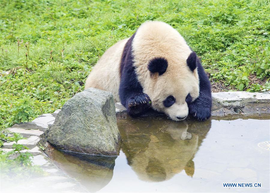 CHINA-SICHUAN-GIANT PANDA PROTECTION BASE (CN)