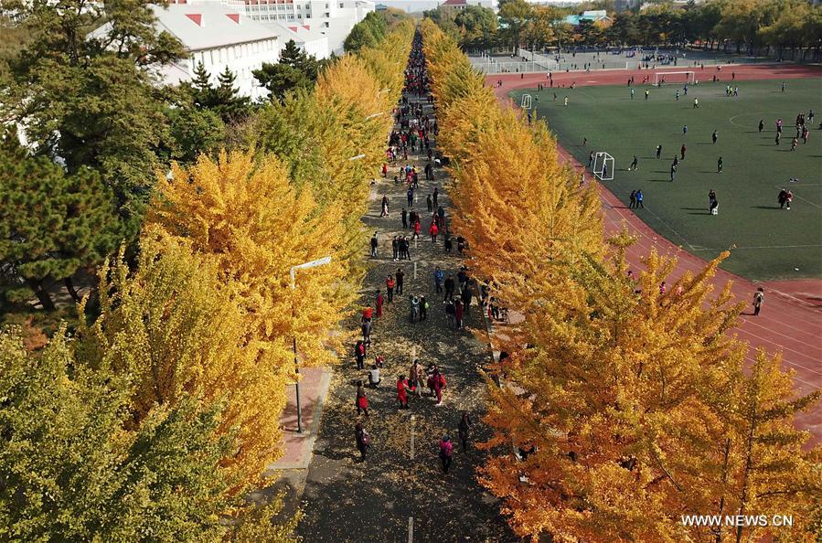 CHINA-LIAONING-GINKGO SCENERY (CN)