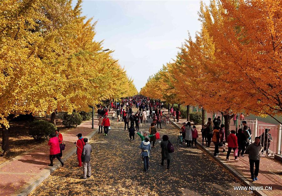 CHINA-LIAONING-GINKGO SCENERY (CN)