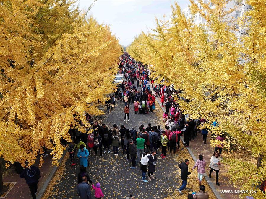 CHINA-LIAONING-GINKGO SCENERY (CN)