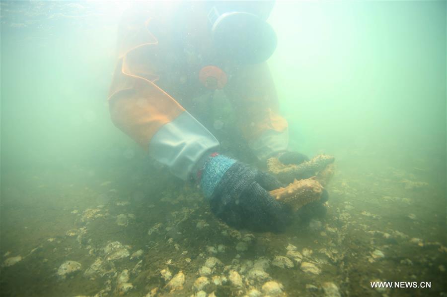 CHINA-LIAONING-DALIAN-SEA CUCUMBER (CN)