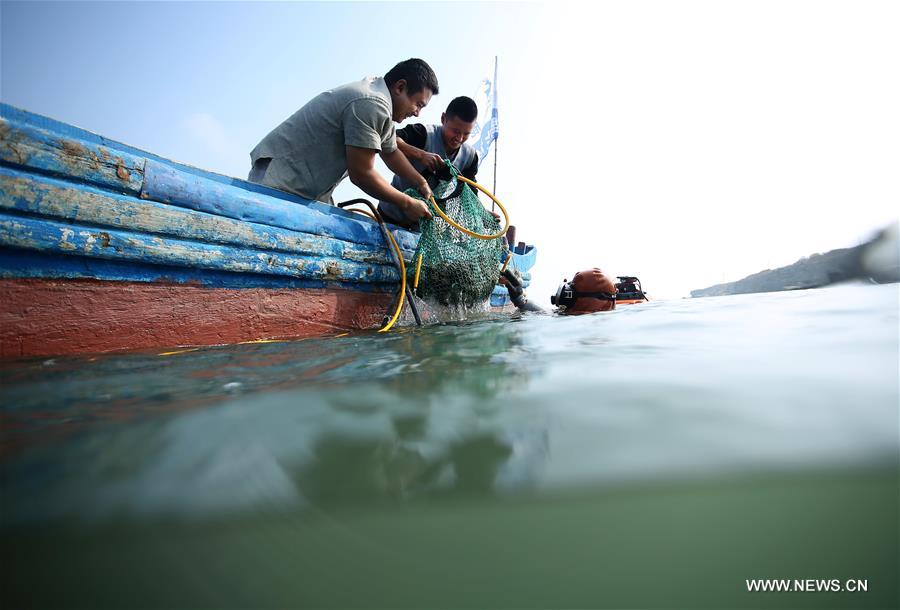 CHINA-LIAONING-DALIAN-SEA CUCUMBER (CN)