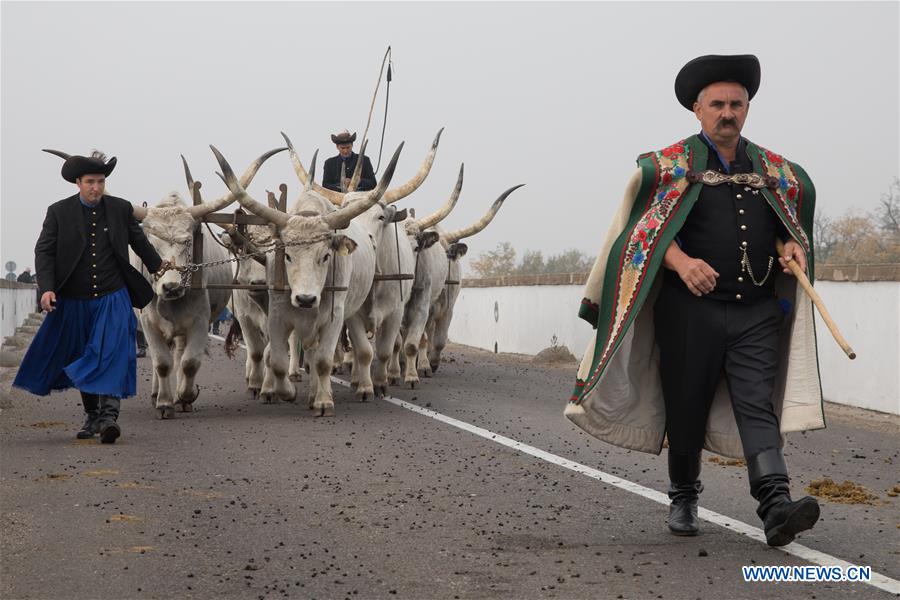HUNGARY-HORTOBAGY-GRAZING SEASON-END