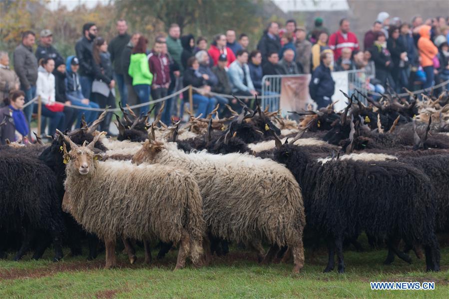HUNGARY-HORTOBAGY-GRAZING SEASON-END
