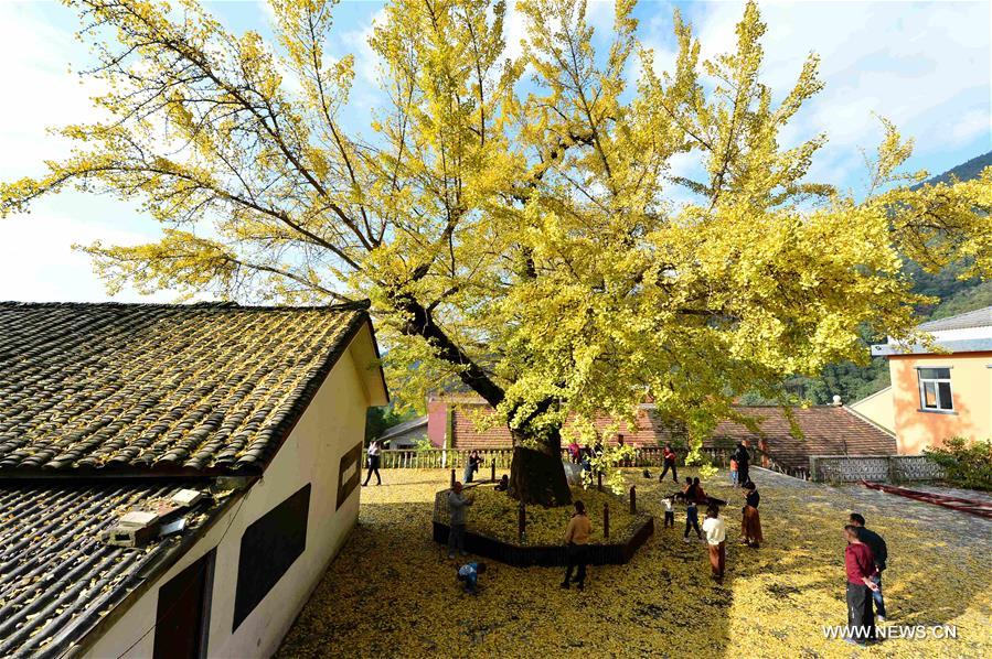 #CHINA-AUTUMN-SCENERY(CN)