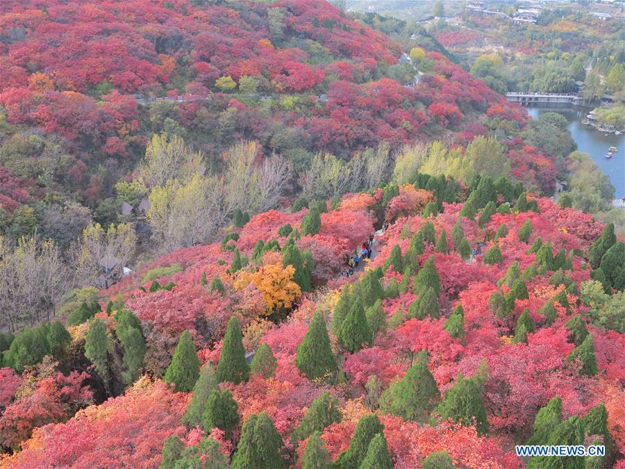 CHINA-JINAN-AUTUMN SCENERY (CN)