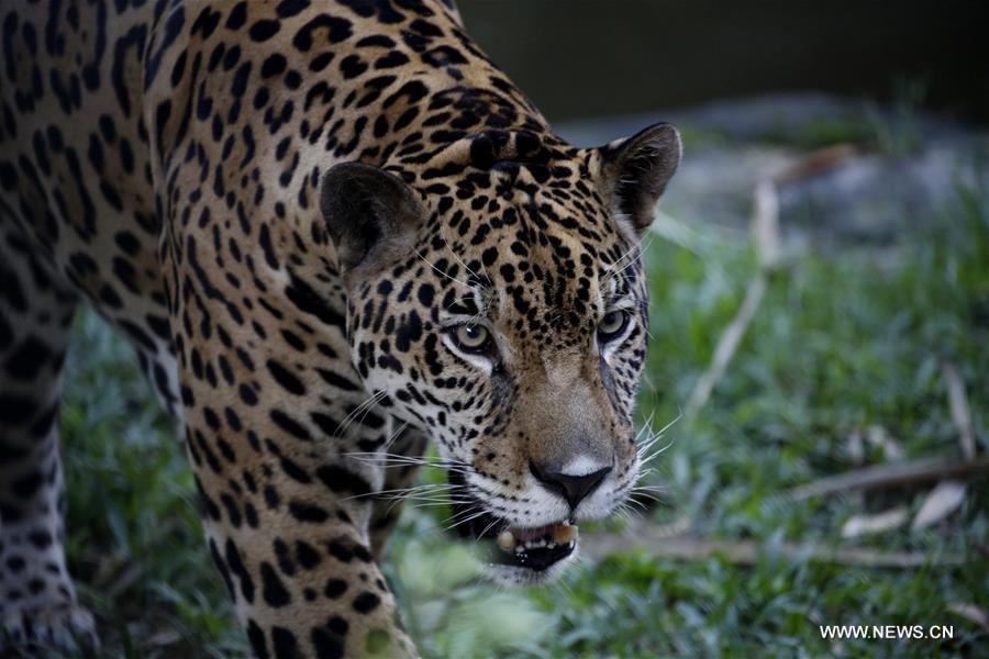 MYANMAR-YANGON-ZOOLOGICAL GARDENS
