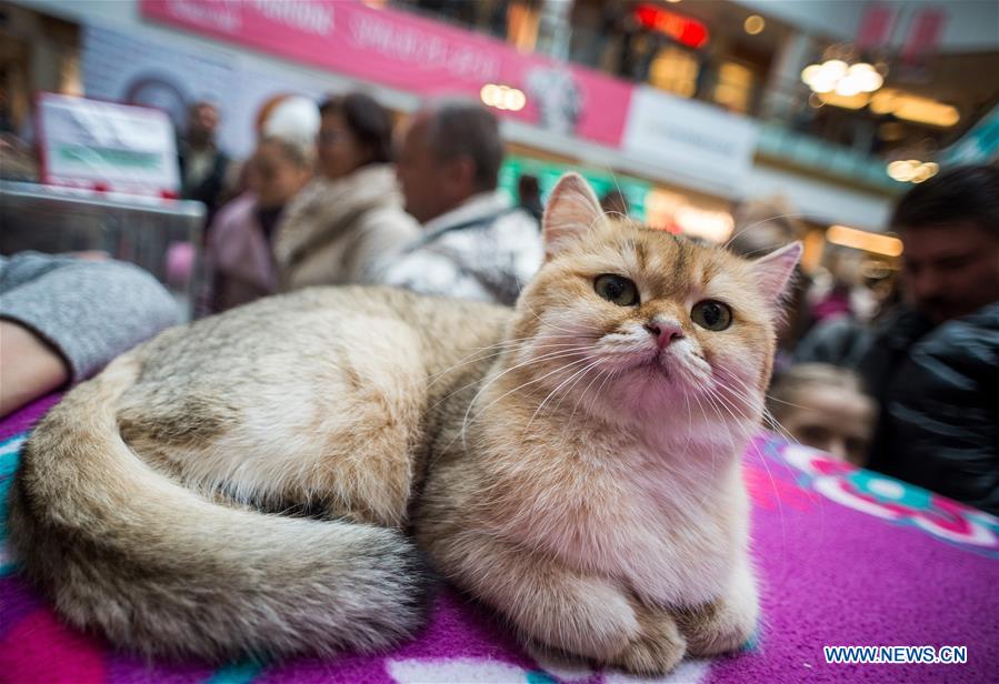 LITHUANIA-VILNIUS-CAT SHOW