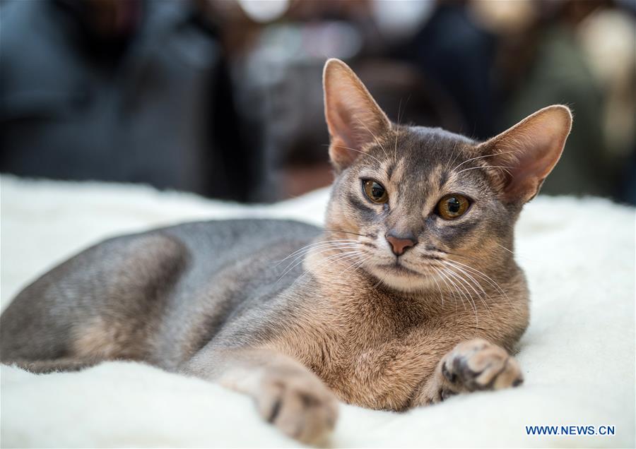 LITHUANIA-VILNIUS-CAT SHOW