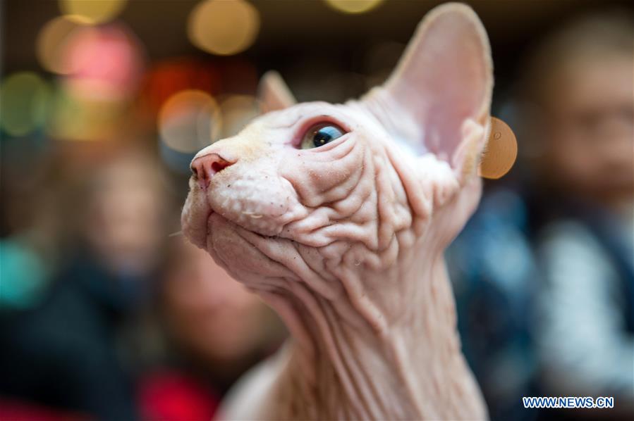 LITHUANIA-VILNIUS-CAT SHOW