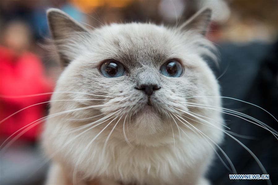 LITHUANIA-VILNIUS-CAT SHOW
