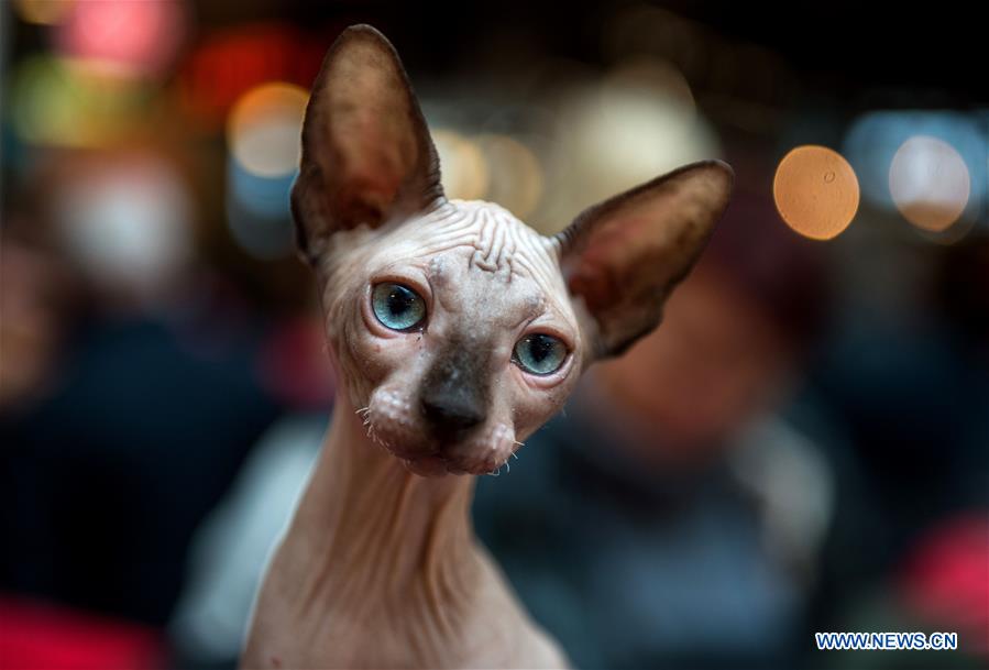 LITHUANIA-VILNIUS-CAT SHOW