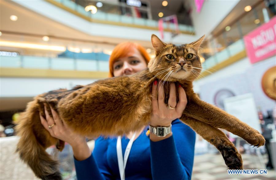 LITHUANIA-VILNIUS-CAT SHOW