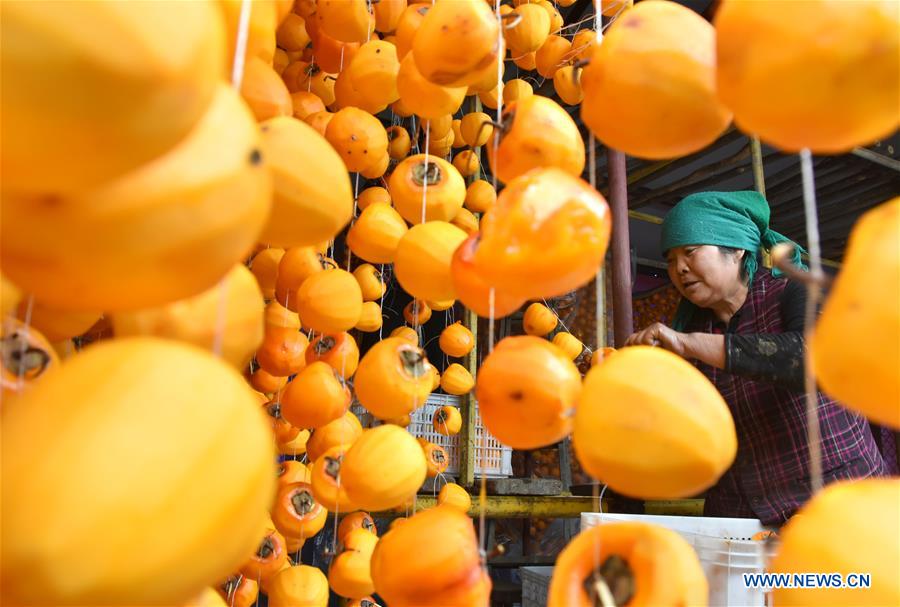 #CHINA-SHANDONG-PERSIMMON-HARVEST (CN)