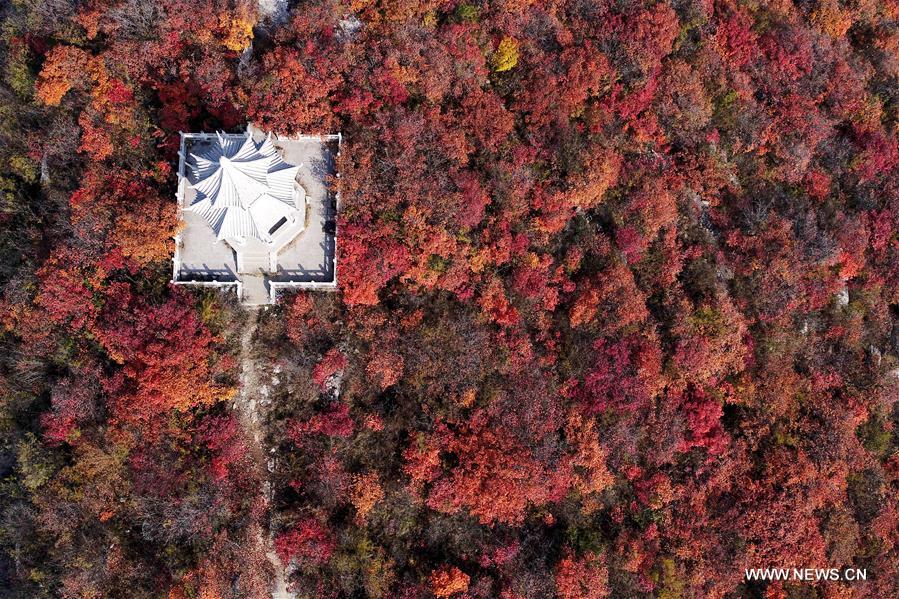 #CHINA-SHAHE-AUTUMN SCENERY (CN)