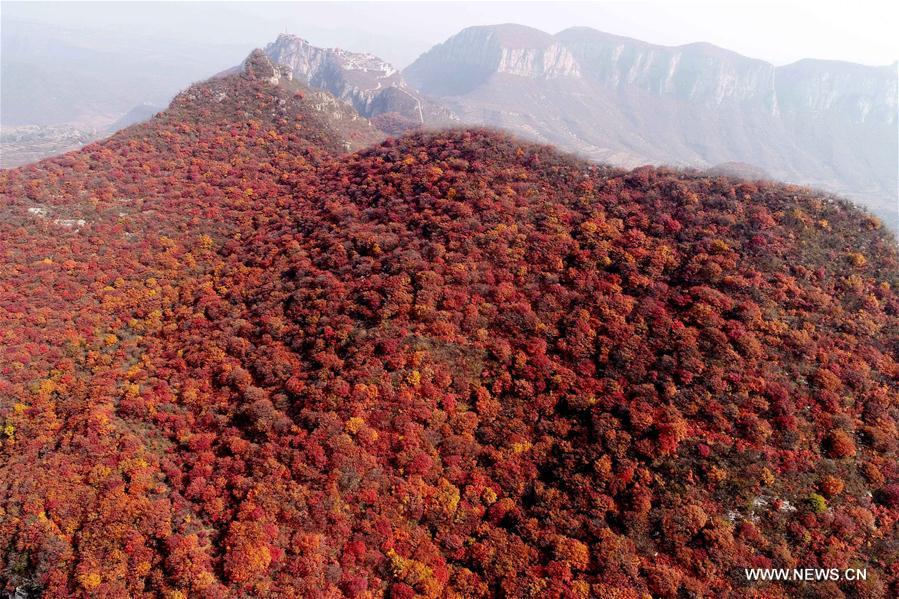 #CHINA-SHAHE-AUTUMN SCENERY (CN)