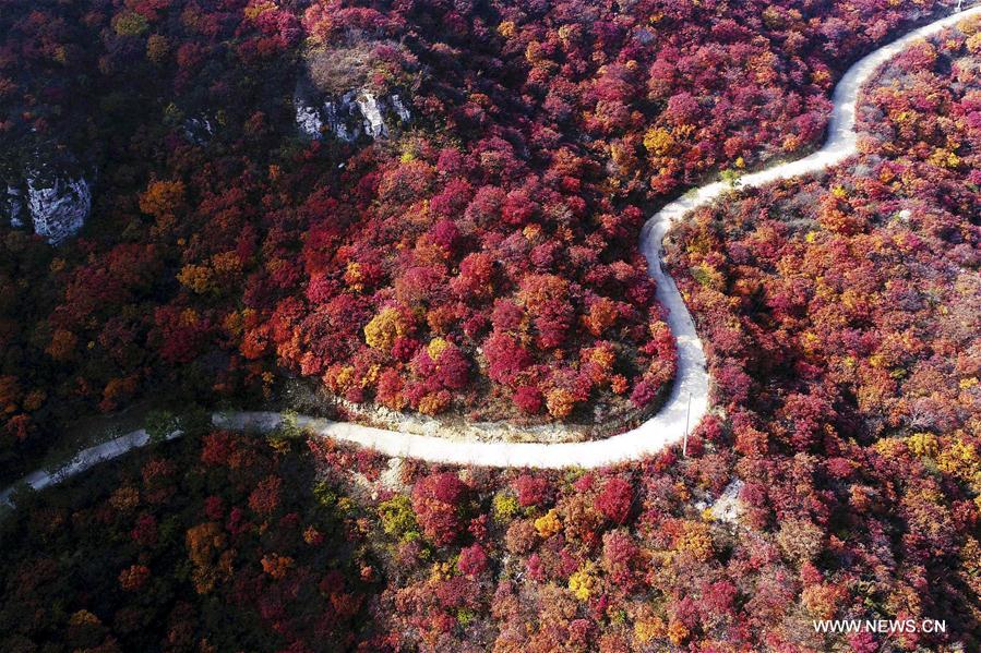 #CHINA-SHAHE-AUTUMN SCENERY (CN)