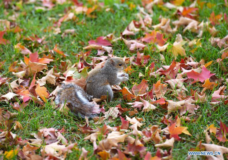 U.S.-WASHINGTON D.C.-AUTUMN-LANDSCAPE
