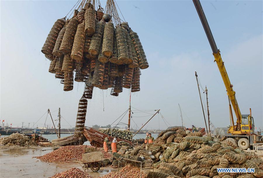 CHINA-HEBEI-AQUACULTURE-SCALLOP (CN)
