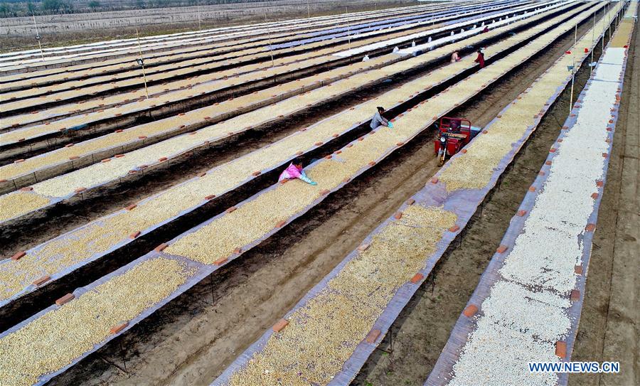 CHINA-HEBEI-AQUACULTURE-SCALLOP (CN)