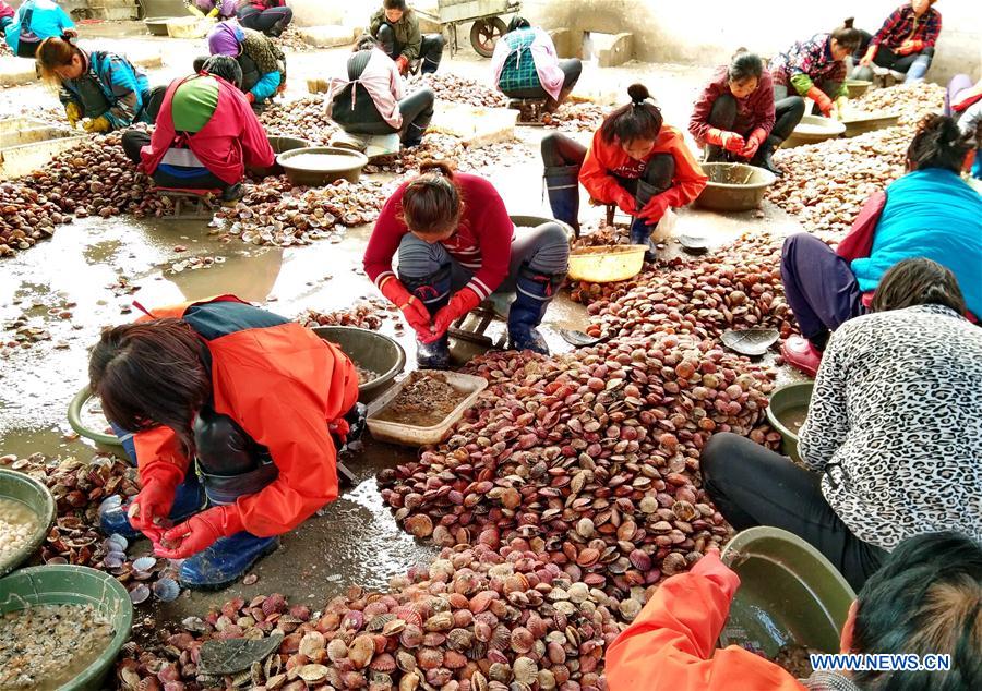 CHINA-HEBEI-AQUACULTURE-SCALLOP (CN)
